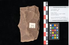 Foto (Objekt + Etikett) von Myrica lignitum (Unger) Saporta (NHMW-GEO-2024-0188-0524)